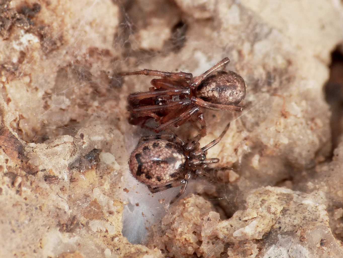 Coppia di Enoplognatha mandibularis - Santa Severa (RM)